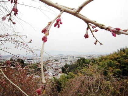 大和平野