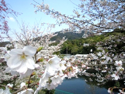 三輪山の桜