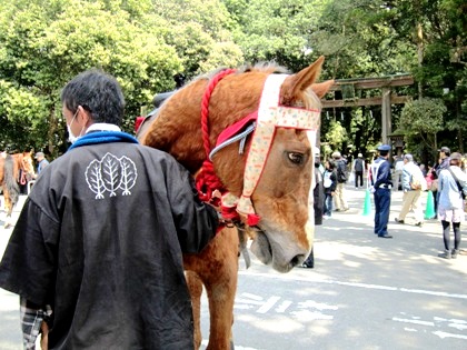 若宮神幸祭の神馬