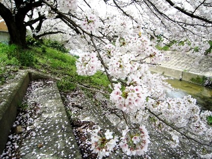 粟原川の桜