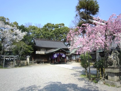 三輪坐恵比須神社の桜