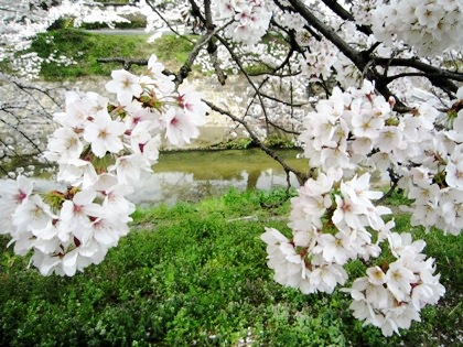 粟原川の桜