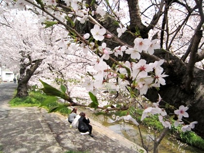 粟原川の花見見物