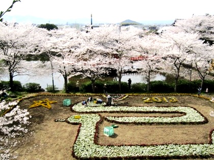 ジャンボ花絵と桜の風景