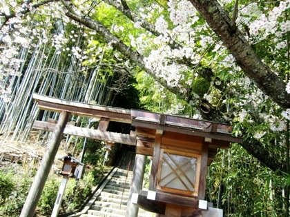 久延彦神社の桜