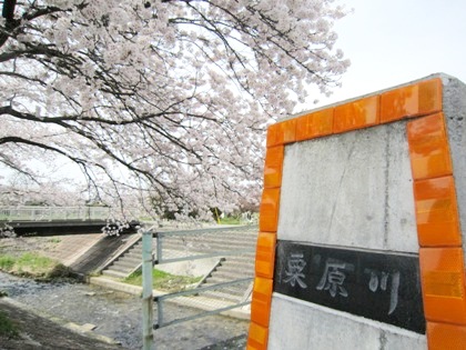 粟原川の桜