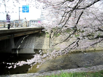 国道１６９号線と粟原川の桜