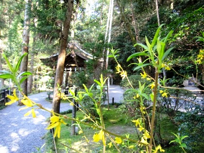 狭井神社のれんぎょう