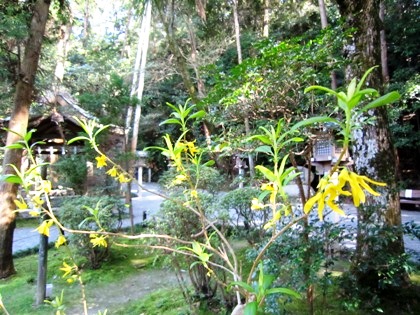 狭井神社のれんぎょう