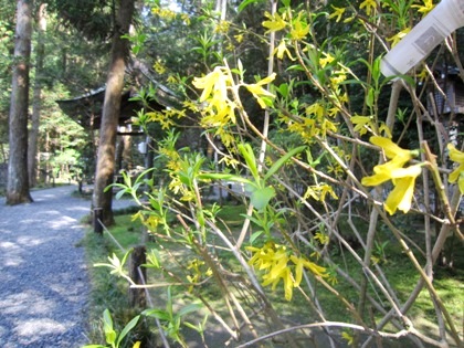 狭井神社のれんぎょう