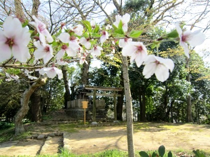 日向神社の桜