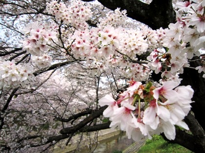 粟原川の桜