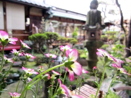 ４月初旬の中庭風景