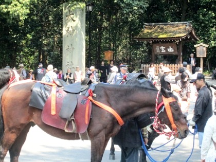 若宮神幸祭の馬