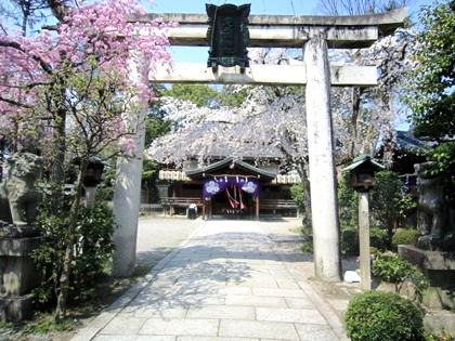 三輪坐恵比須神社の桜