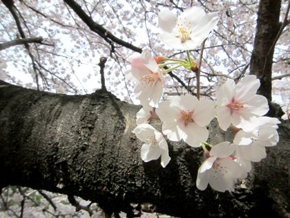 粟原川の桜