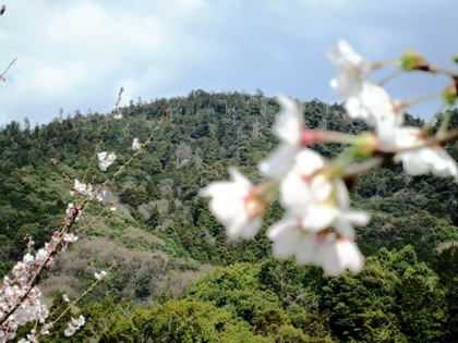 三輪山と桜