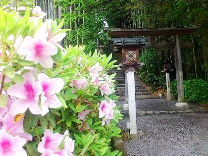 久延彦神社のつつじ