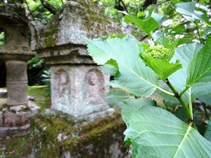 長岳寺の紫陽花