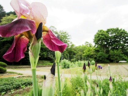 甘樫丘に咲く花