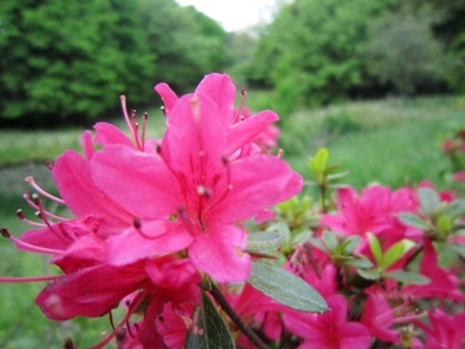 甘樫丘に咲く花