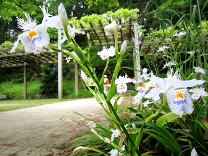 シャガの花　５月の甘樫丘