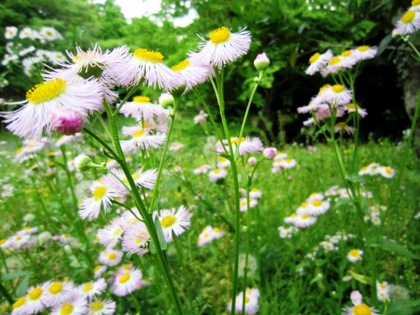 甘樫丘に咲く花