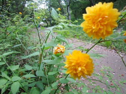 甘樫丘に咲く花