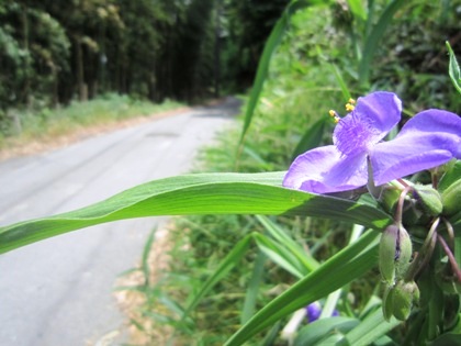 山の辺の道に咲く花