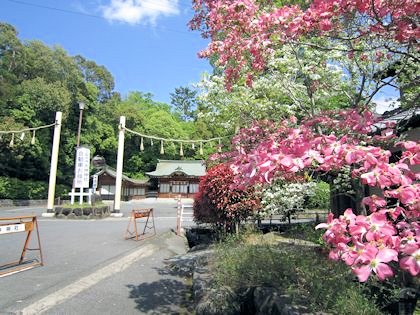 ハナミズキと自動車お祓所