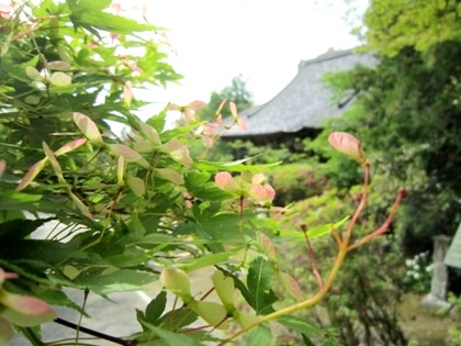 楓の種と長岳寺本堂