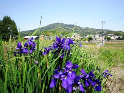 杜若と三輪山