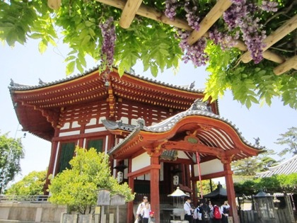 興福寺南円堂の藤