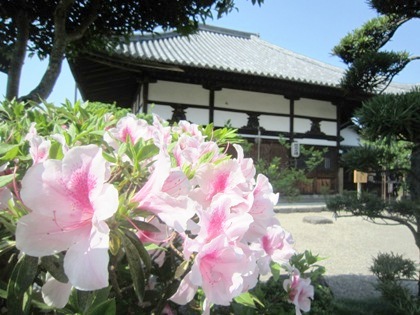 飛鳥寺のツツジ