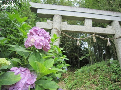 天岩戸神社の紫陽花