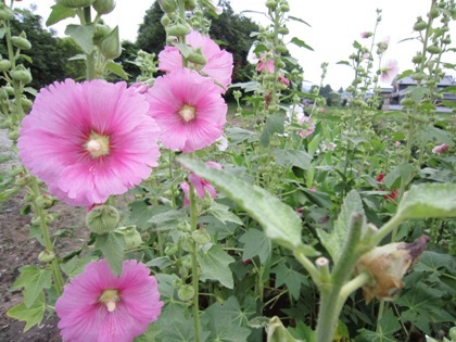 自然の花