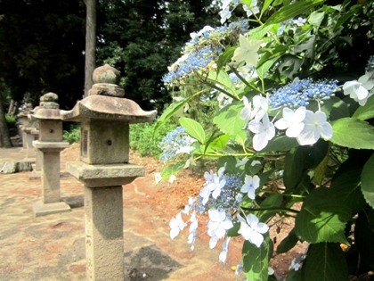 糸井神社の額紫陽花