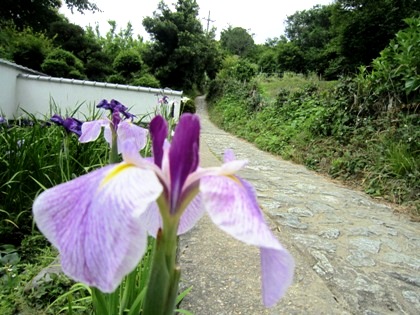 山の辺の道の花菖蒲