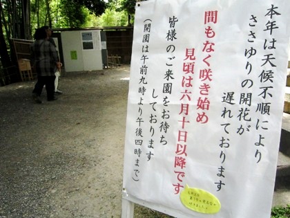 大神神社のささゆり