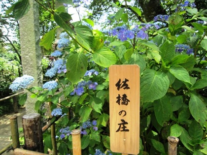 佐橋の庄　紫陽花