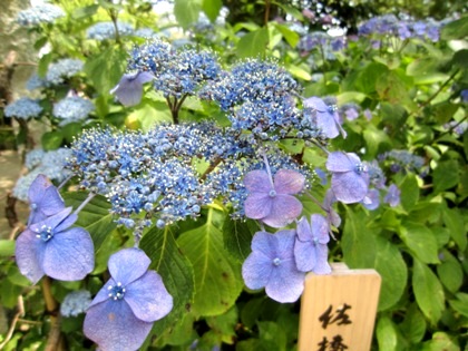 佐橋の庄　矢田寺