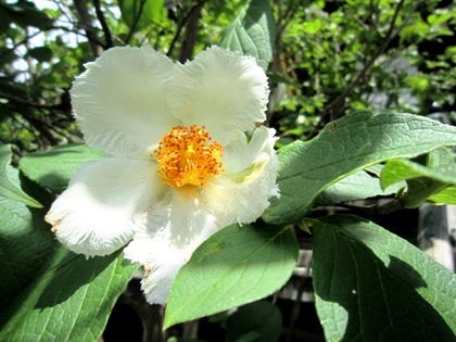 矢田寺の娑羅双樹