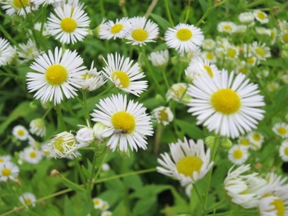 白い花　香久山の麓