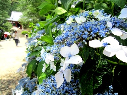 矢田寺の額あじさい