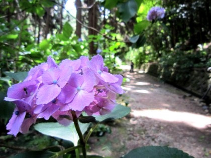 矢田寺へんろ道に開花する紫陽花