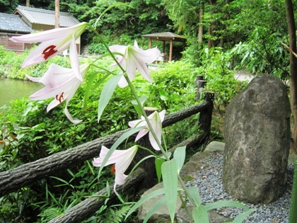 大神神社のささゆり