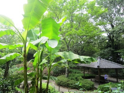 茶花の庭