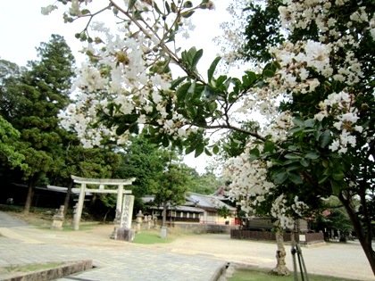 東大寺三月堂前のさるすべり