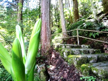 蜻蛉の滝　石段