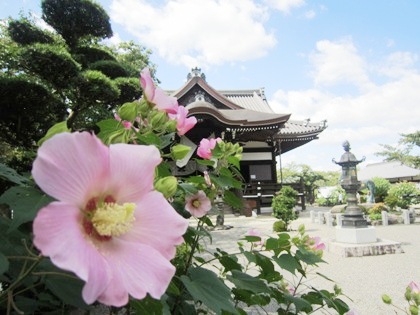 橘寺の芙蓉　フヨウ　ふよう　芙蓉の名所